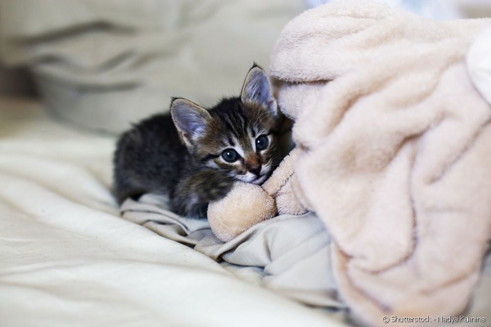 Gato filhote enrolado no cobertor