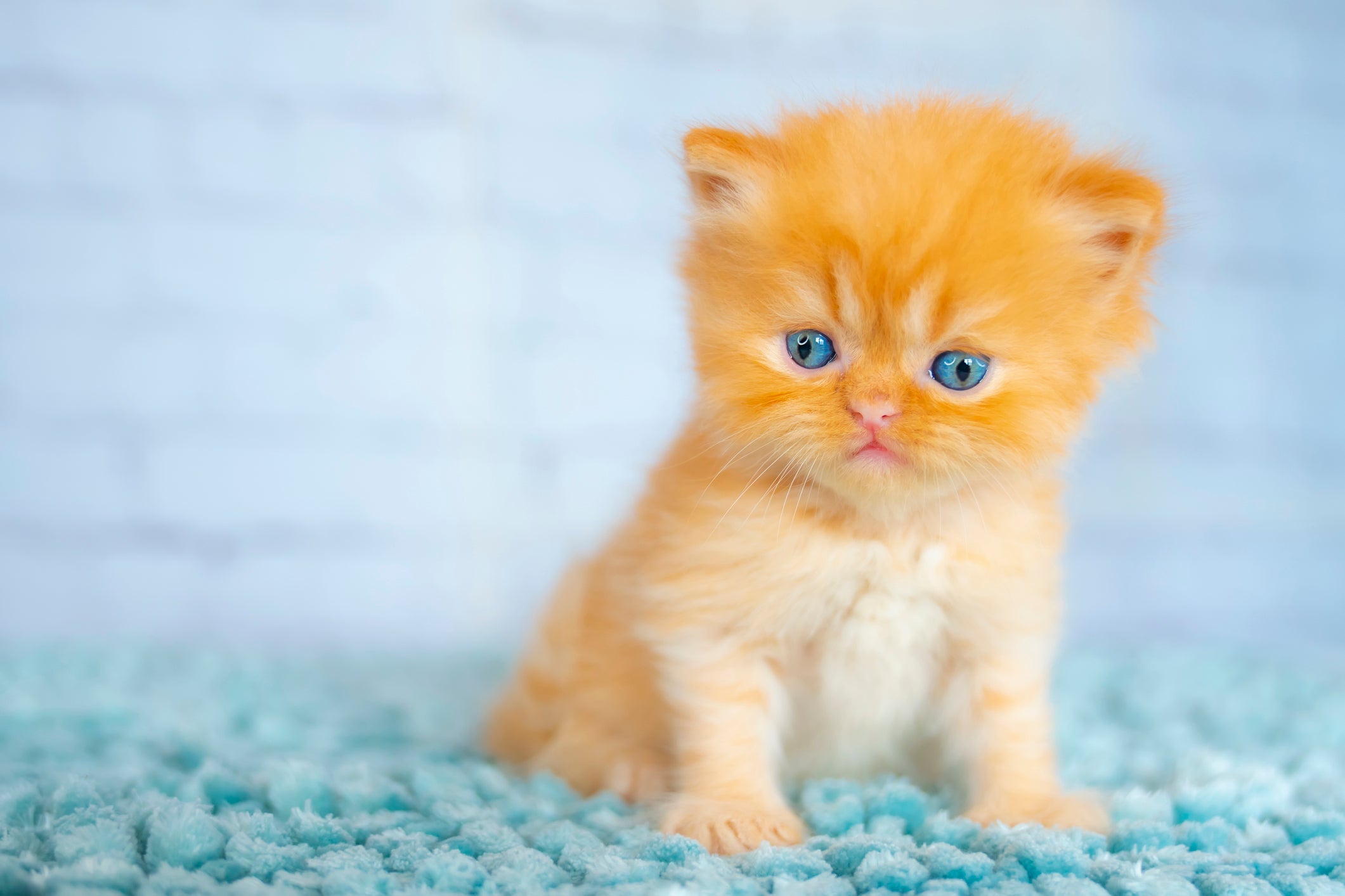 Filhote de gato laranja