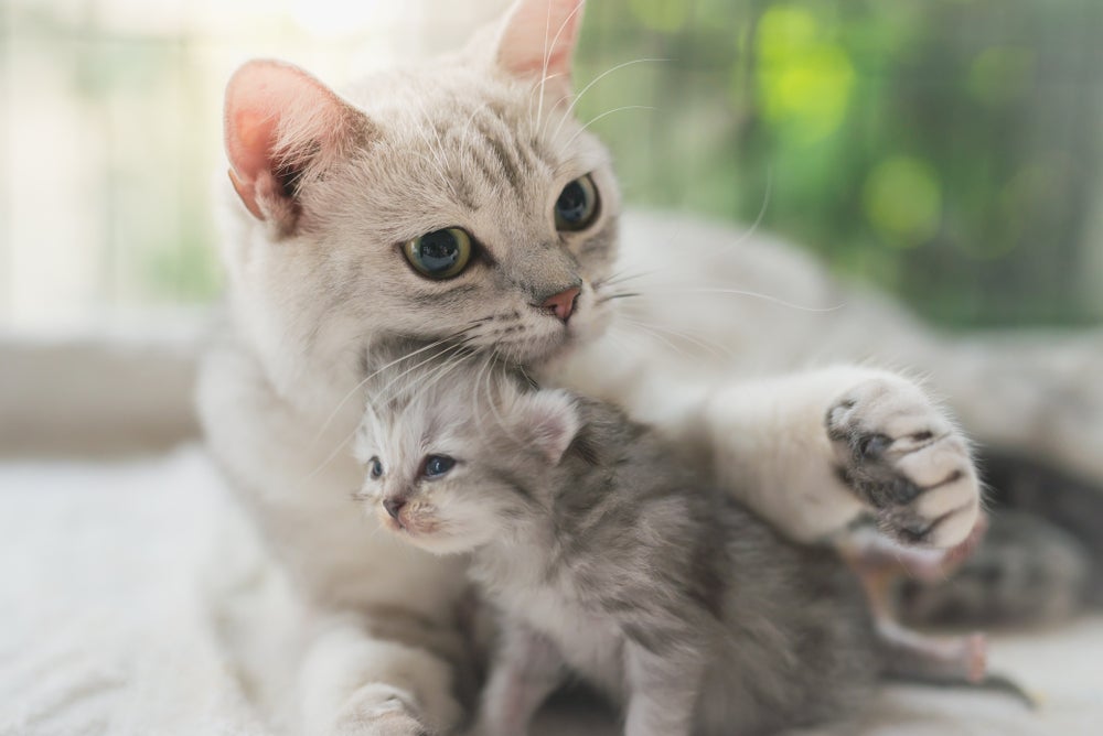 Gato filhote com a mãe do lado