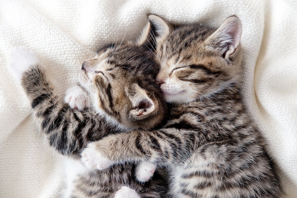Filhotes de gato se abraçando