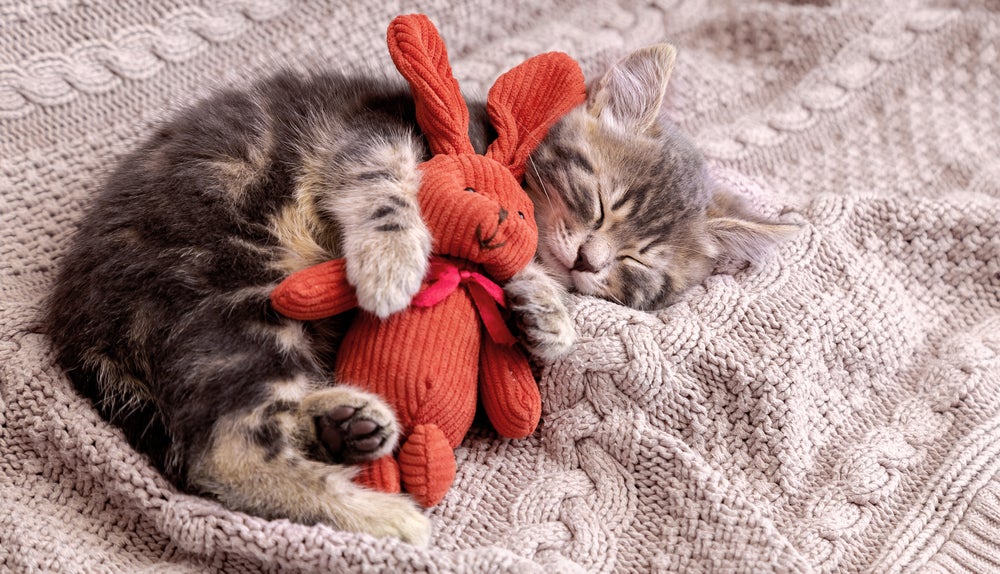 Gato filhote abraçado com pelúcia vermelha