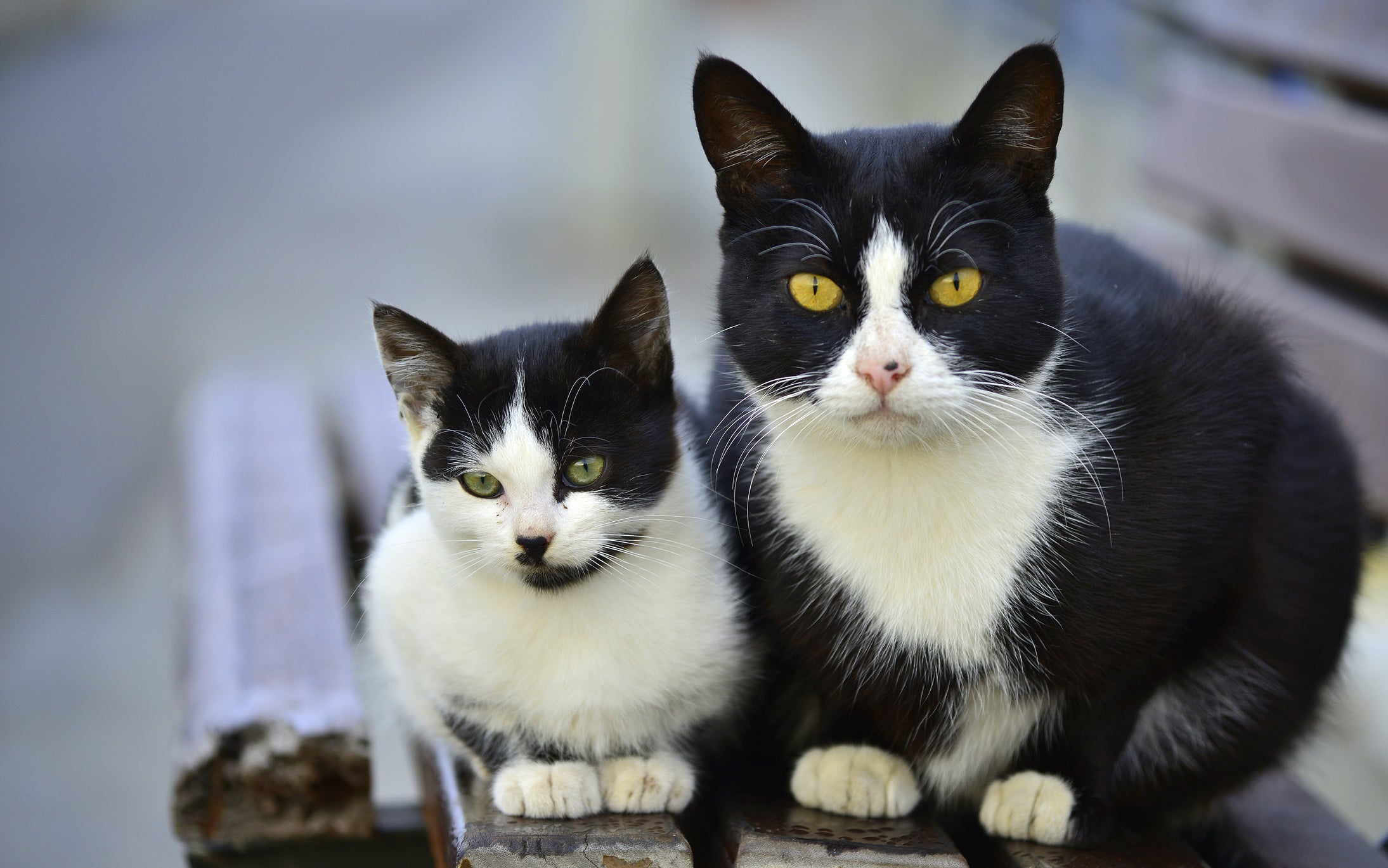 Dois gatos frajolas juntos, um grande e um pequeno