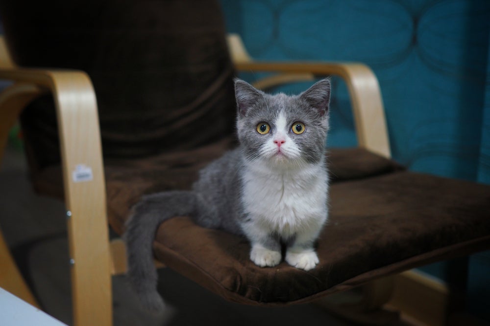 Gato Munchkin branco e cinza sentado na cadeira