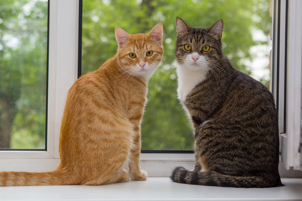 Dois gatos malhados na janela