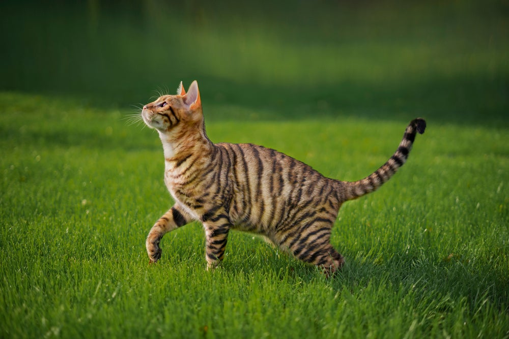 Gato malhado correndo ao ar livre