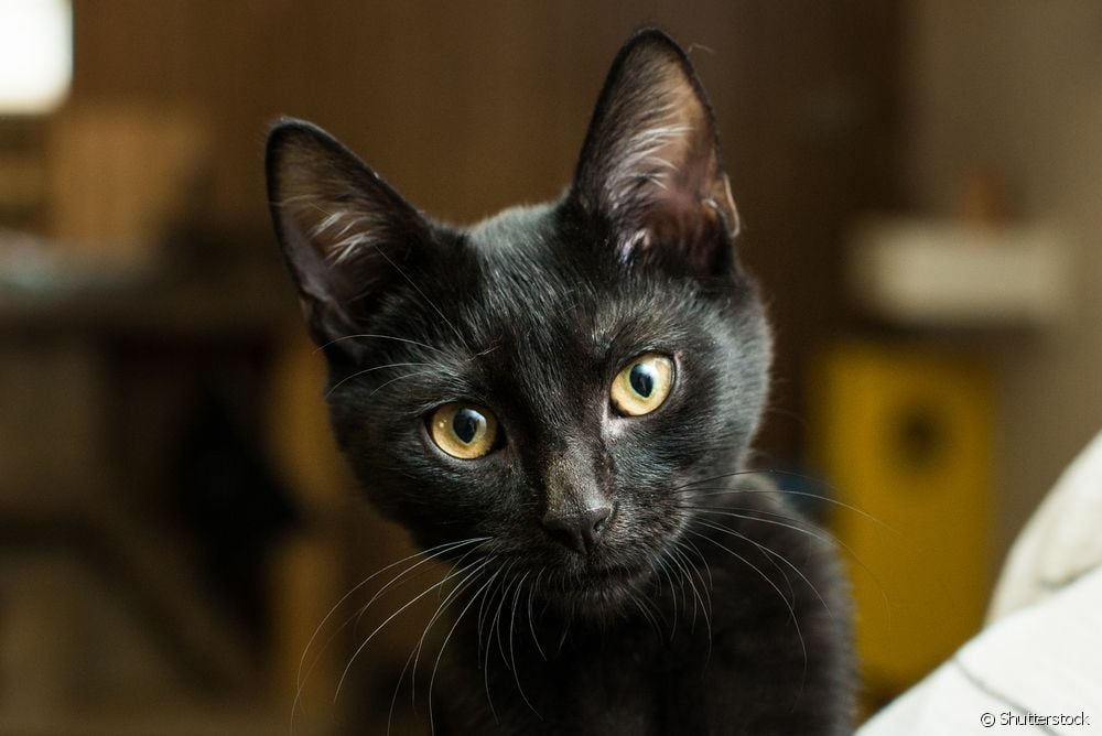 Além do gato preto: outras cores dos felinos têm significados espirituais -  31/08/2022 - UOL Universa