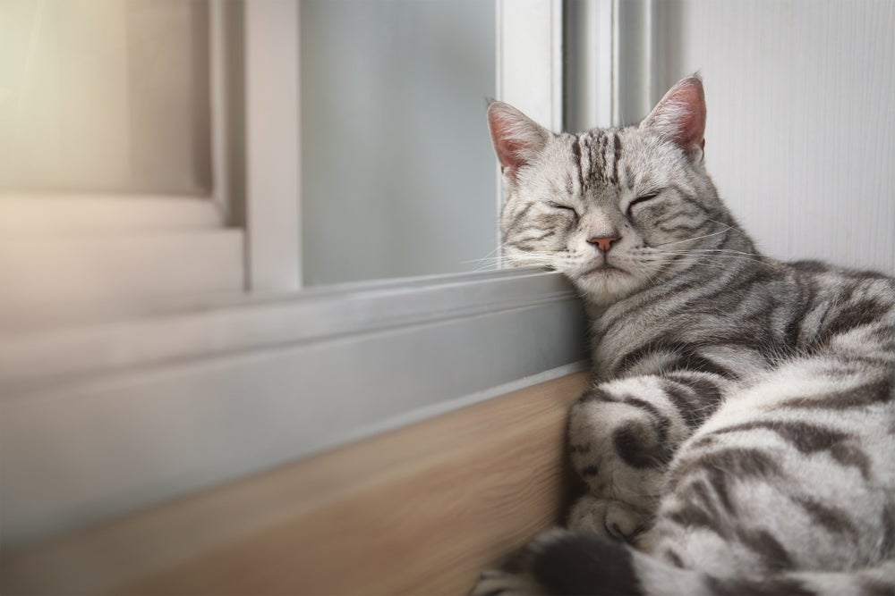 Gato cinza dormindo na janela