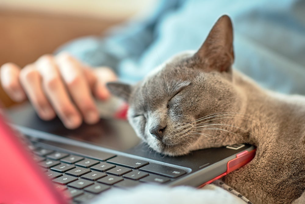 Gato cinza dormindo com tutor no notebook