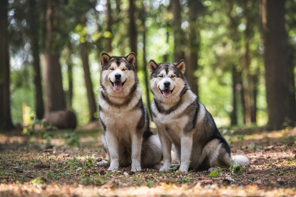 Dois cachorros Malamute do Alasca juntos