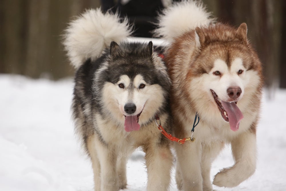 Dois cachorros Malamute do Alasca de cores diferentes