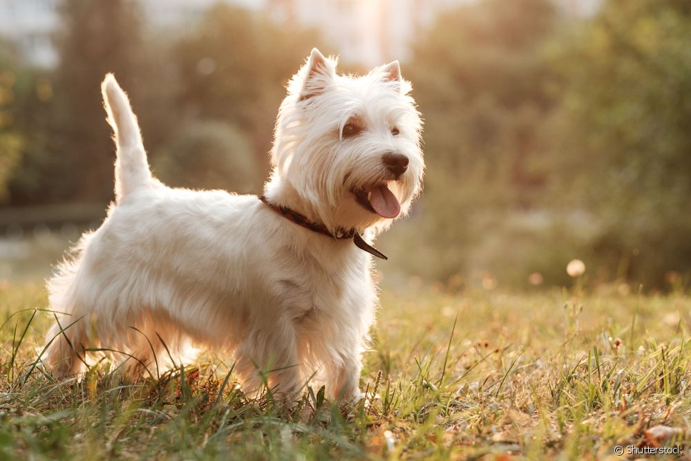 West Highland White Terrier com a língua de fora ao ar livre