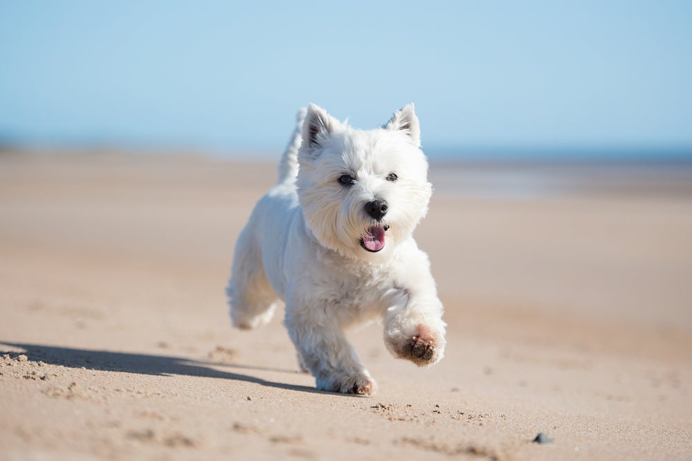West Highland White Terrier correndo na praia