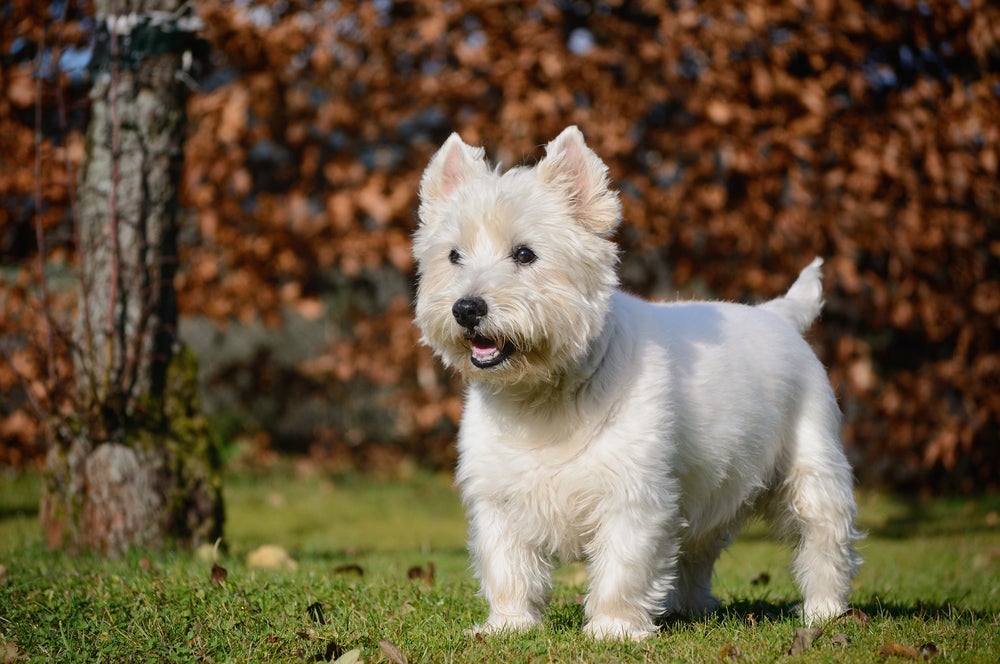 West Highland White Terrier parado na grama