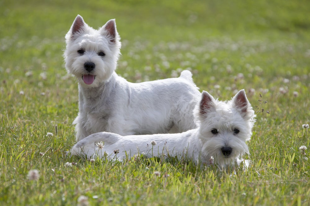 Dois cachorros West Terrier deitados ao ar livre