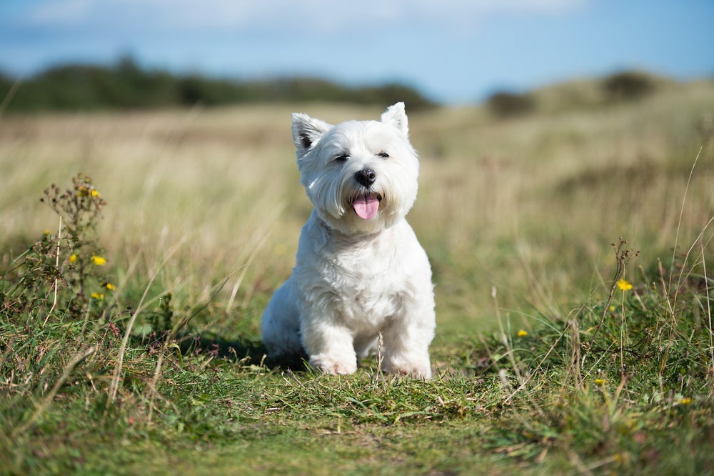 West Highland White Terrier aproveitando o sol
