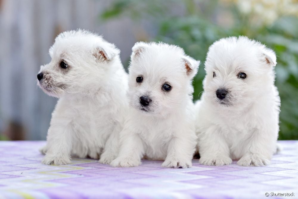 Três cachorros West Highland White Terrier filhotes