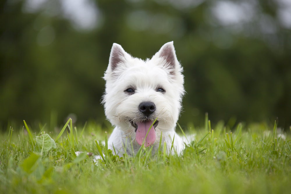 West Highland White Terrier com a língua de fora