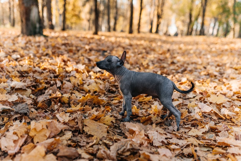 Xoloitzcuintle andando no parque sobre folhas