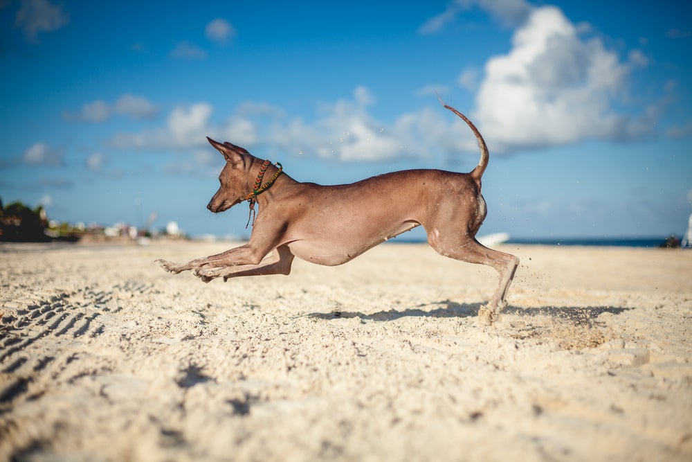 Xoloitzcuintle correndo na praia