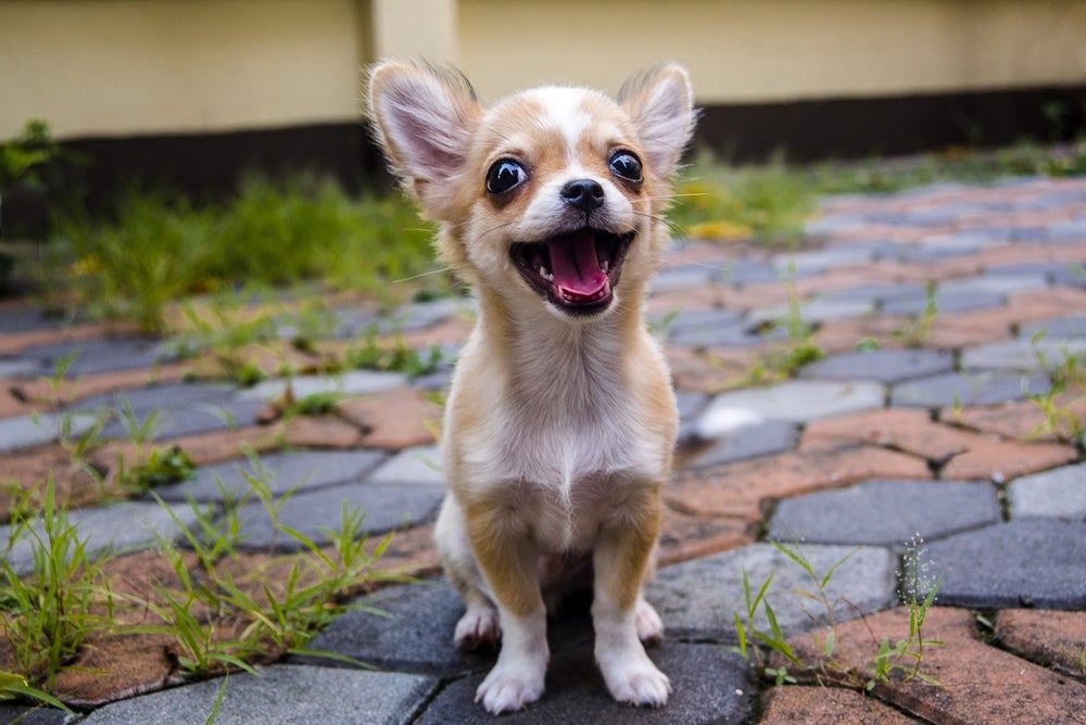 Chihuahua com cara alegre