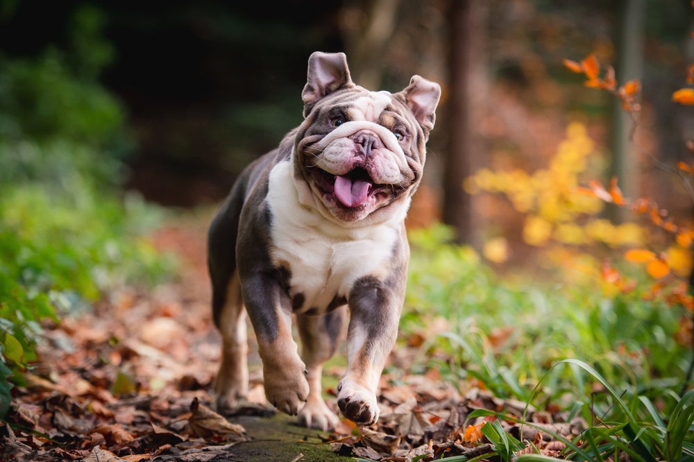 Bulldog Inglês correndo feliz