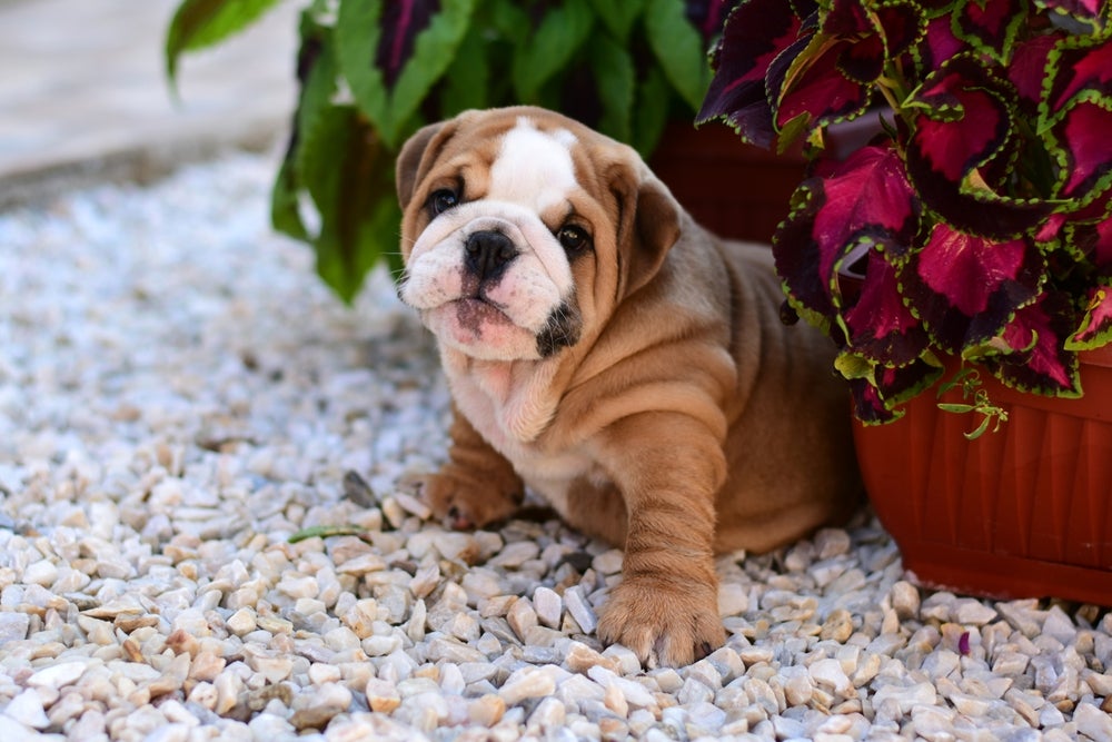 Cachorro mais caro do mundo 8 raças que têm um preço exorbitante