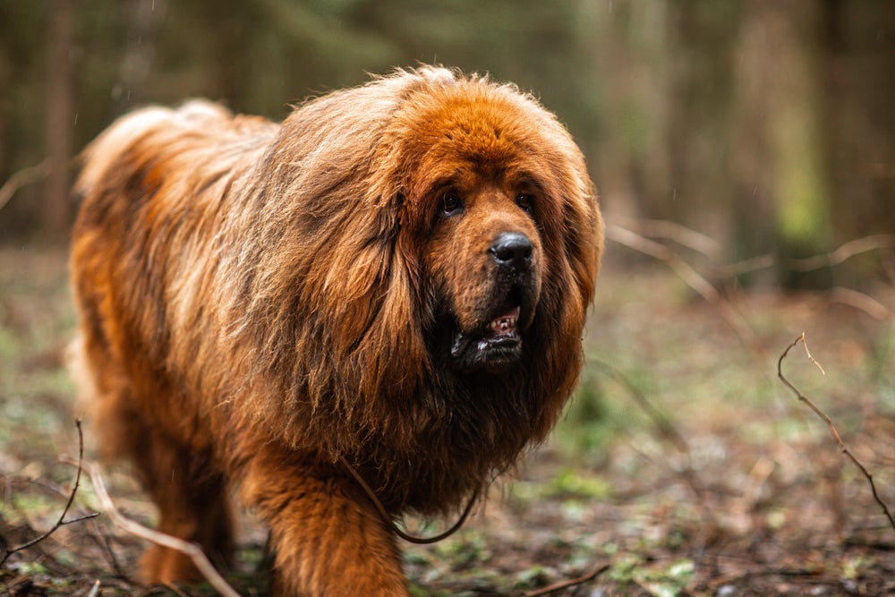 Cachorro mais caro do mundo Mastim Tibetano andando na floresta