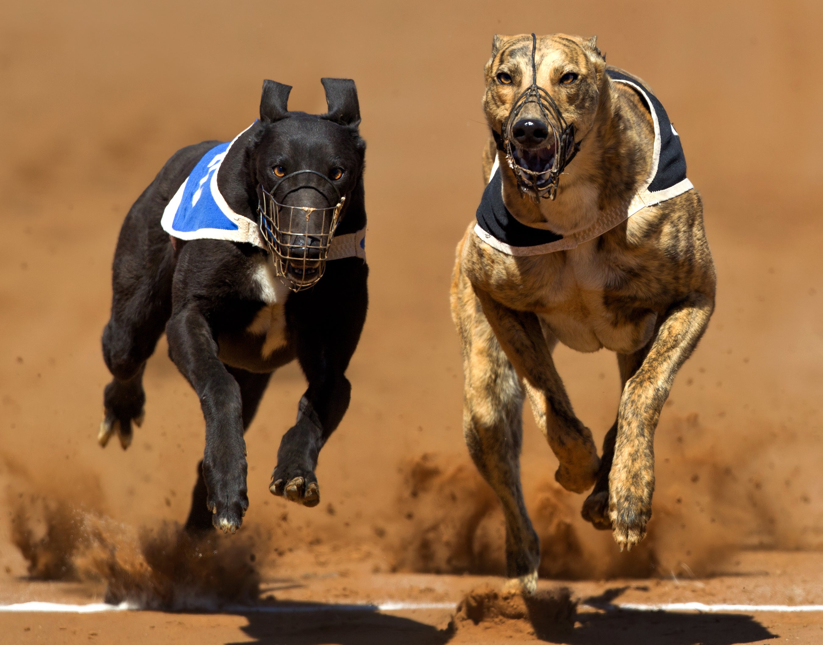 Cachorros da raça Greyhound correndo