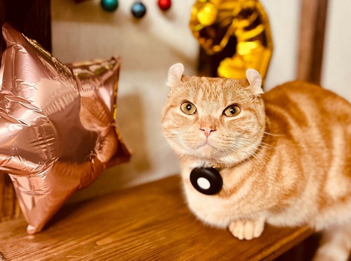 Gato Kinkalow laranja em cima de prateleira