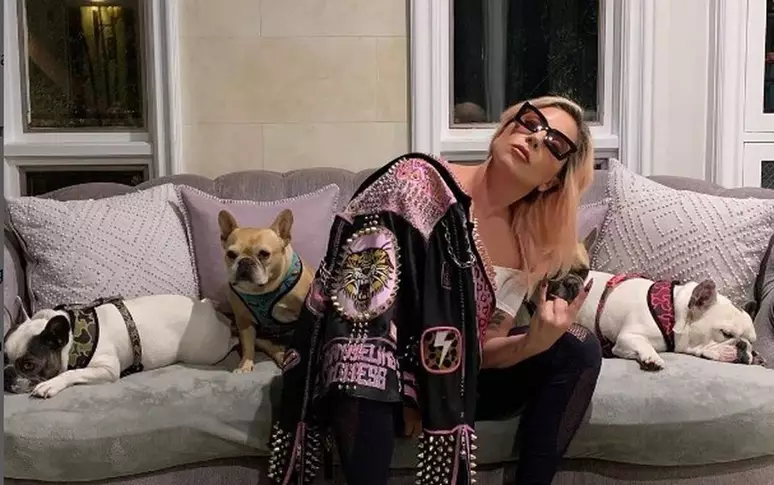 Lady Gaga e cachorros