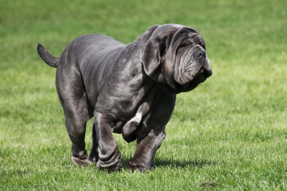 Cão Mastim Napolitano correndo na grama