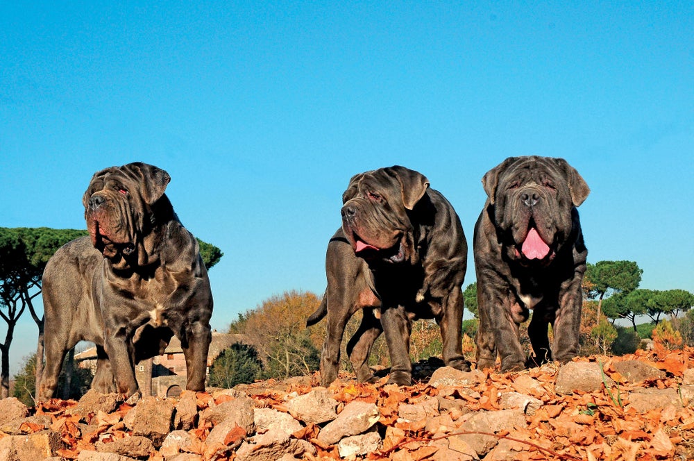 Três cães Mastim Napolitano juntos