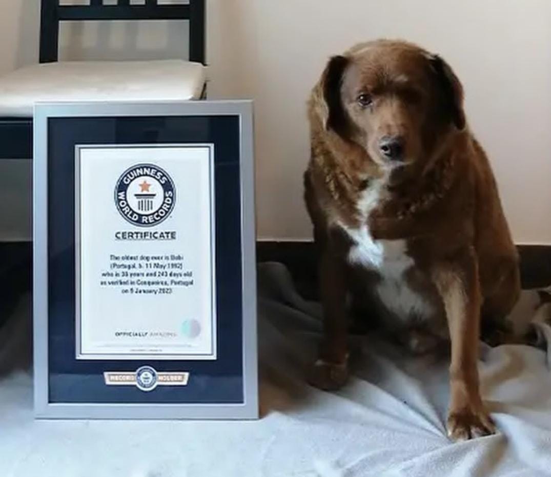 Cachorro mais elho do mundo ao lado de certificado do Gunness