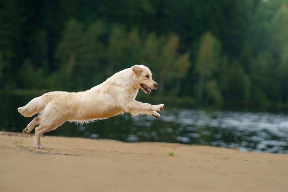 Golden pulando ao ar livre, próximo a um lago