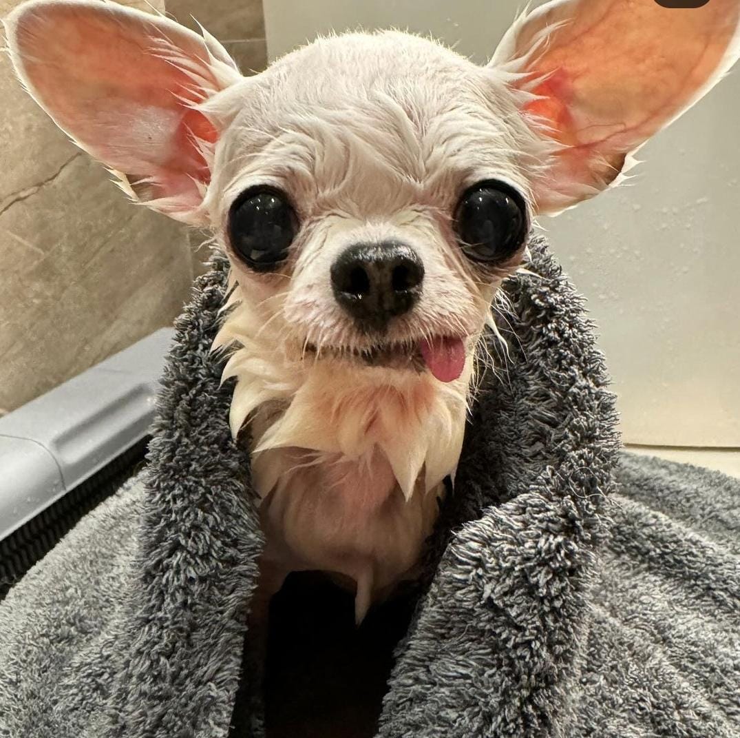 Chihuahuahua após tomar banho enrolado na toalha