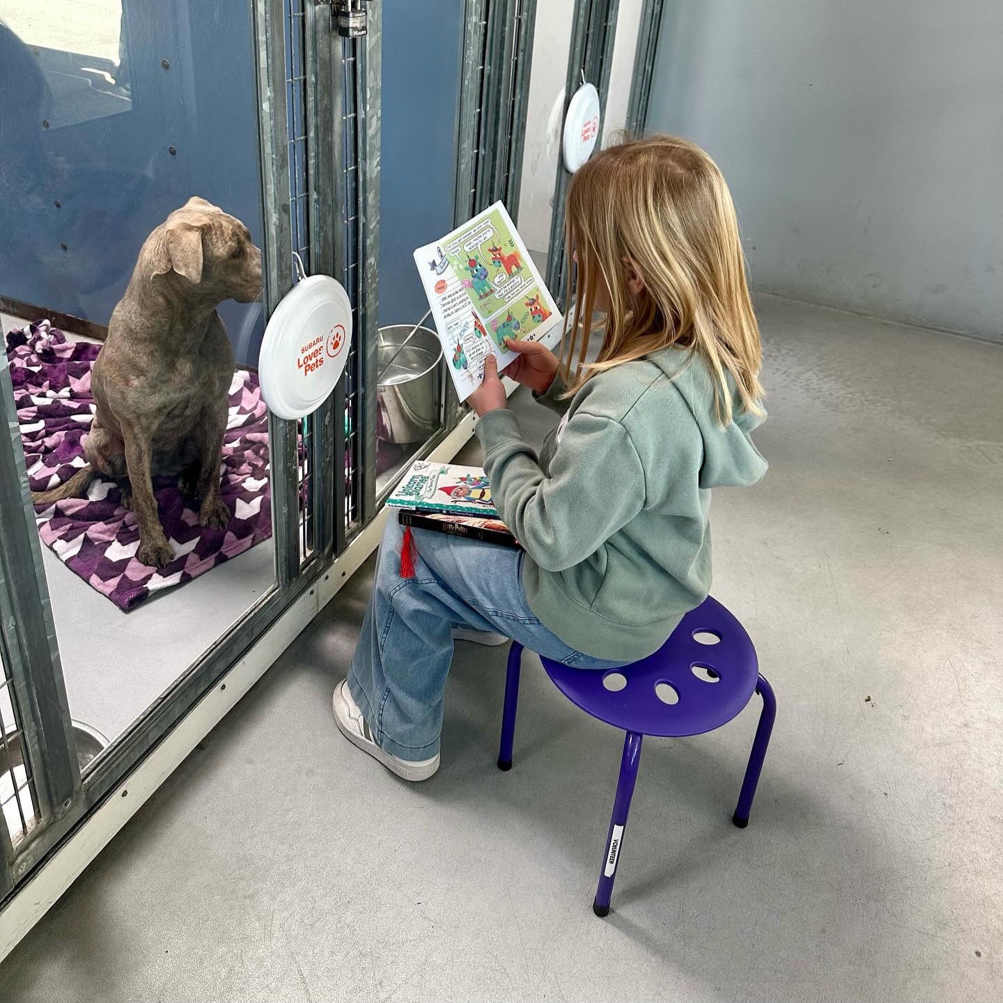 Menina lendo um livro em abrigo de cachorros abandonados