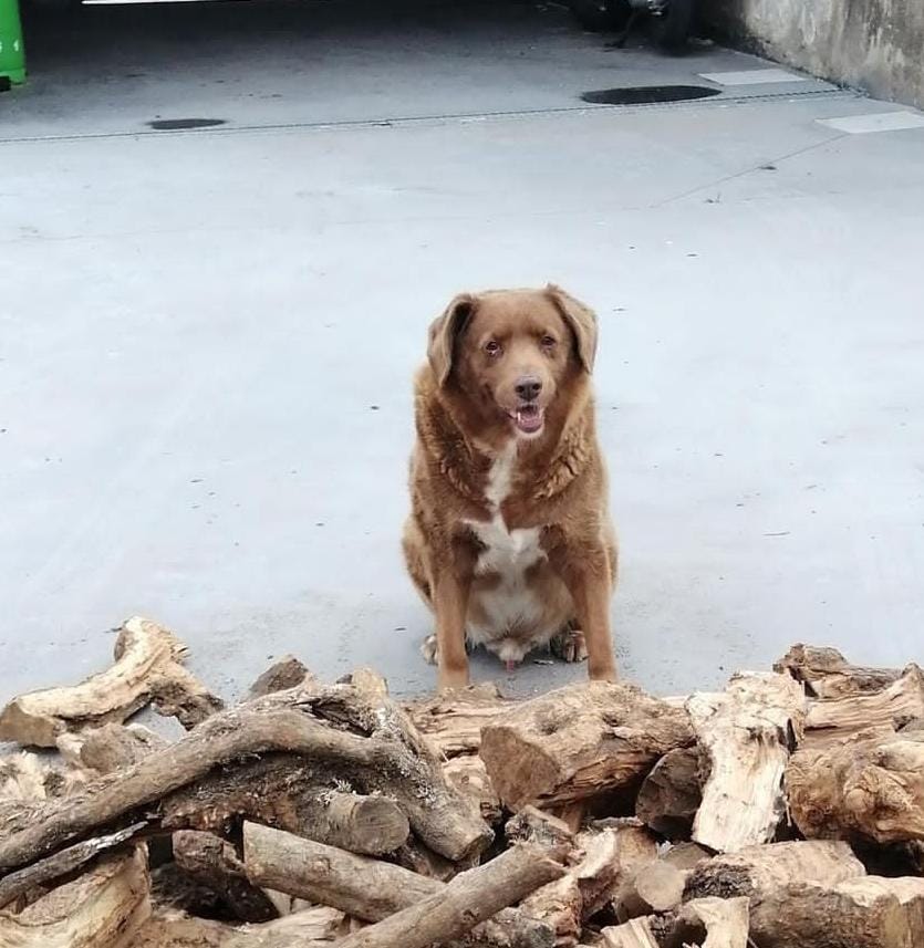 Cachorro mais velho do mundo sentado próximo de madeira
