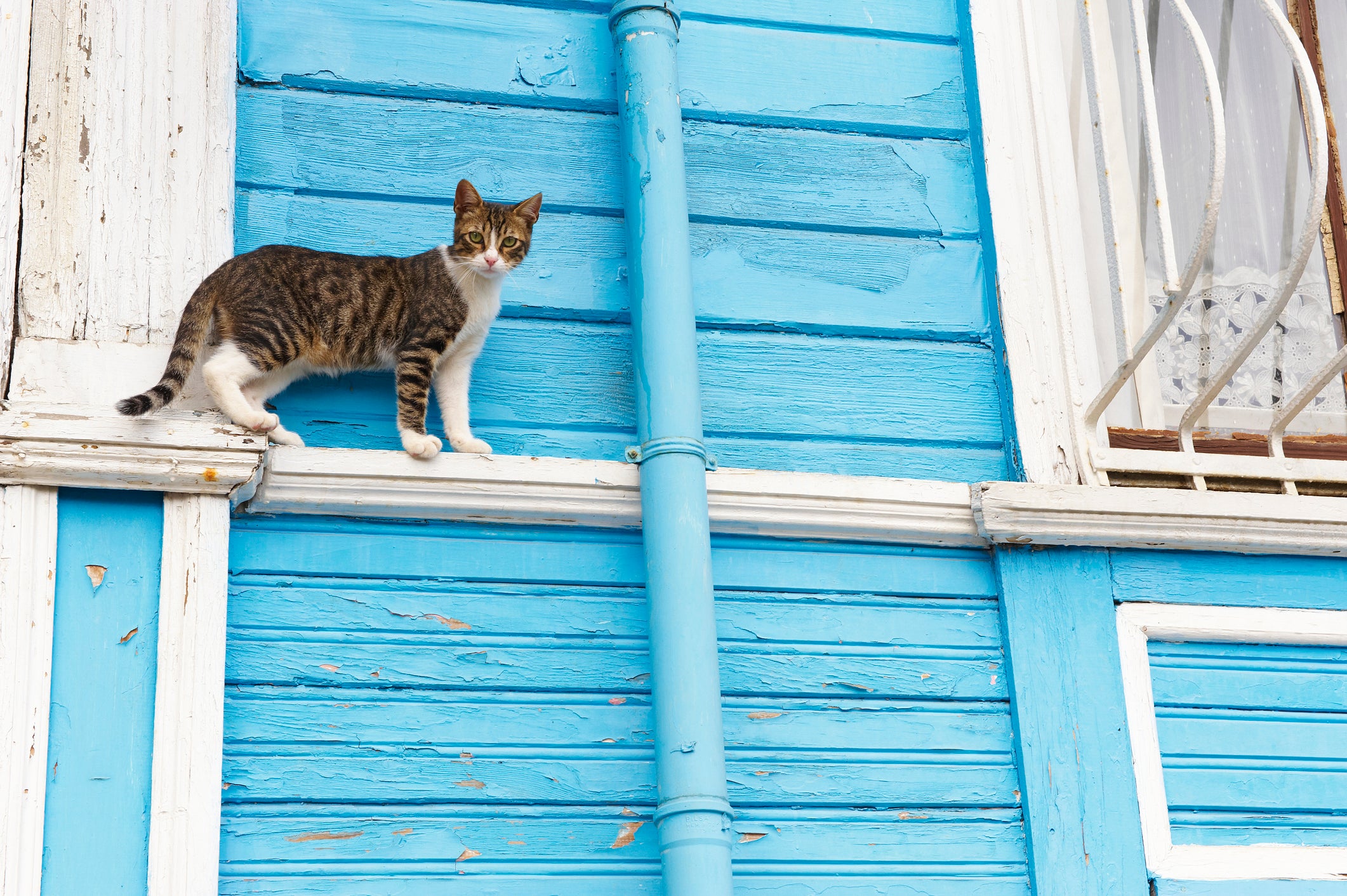 Gato na Turquia em muro de casa