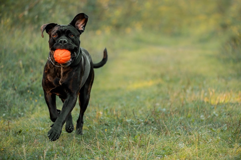 Raças de cachorro grande: Cane Corso com bola laranja na boca