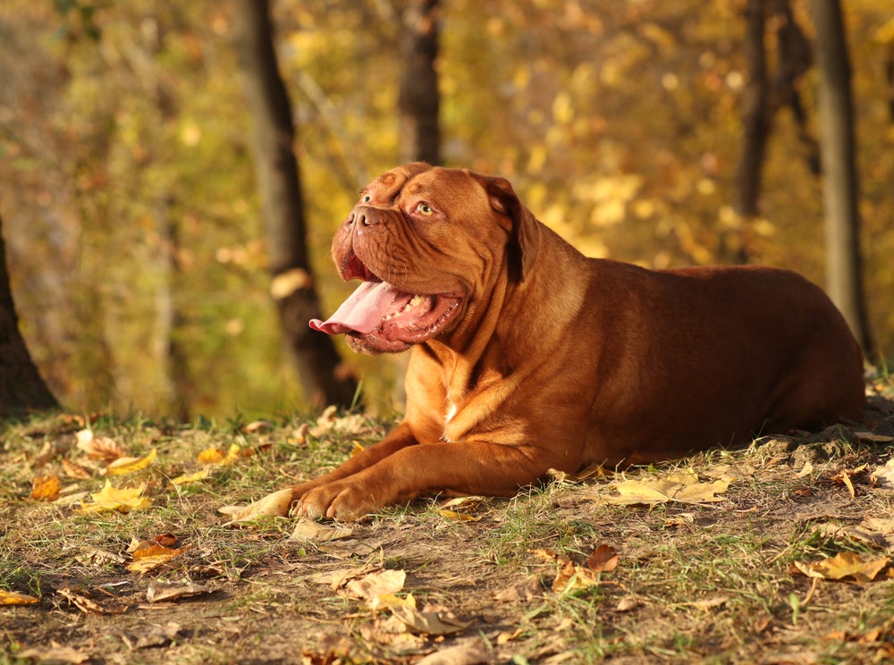 Raças de cachorro grande: Dogue de Bordeaux sentado ao ar livre