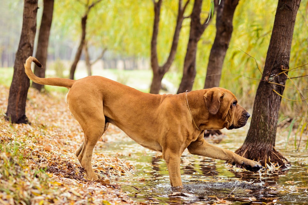 Raças de cachorro grande: Fila Brasileira de pé de lado