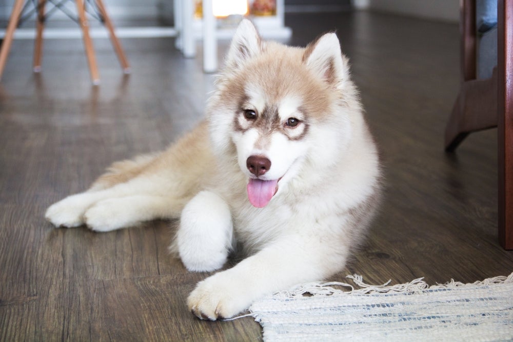Raças de cachorro grande: Husky Siberiano deitado em casa