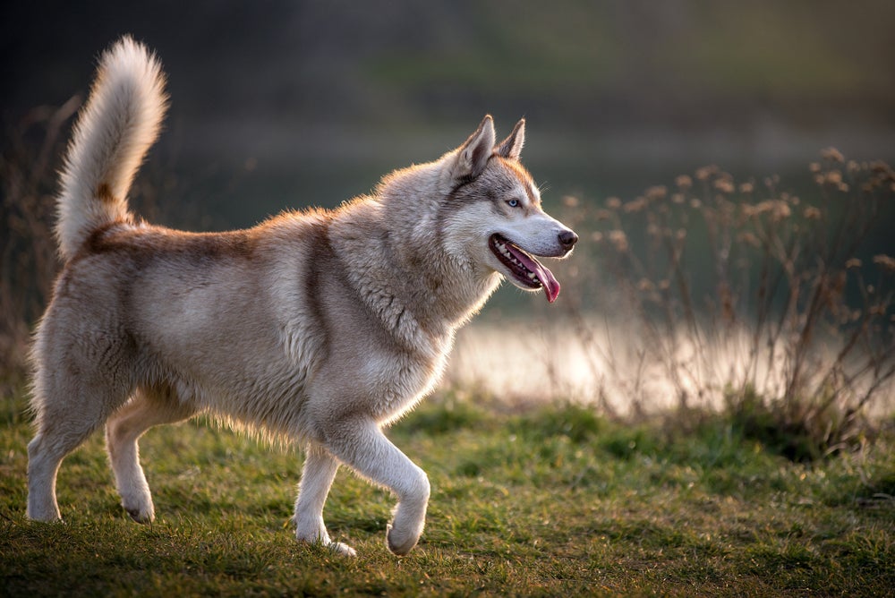 Husky Siberiano passeando em parque