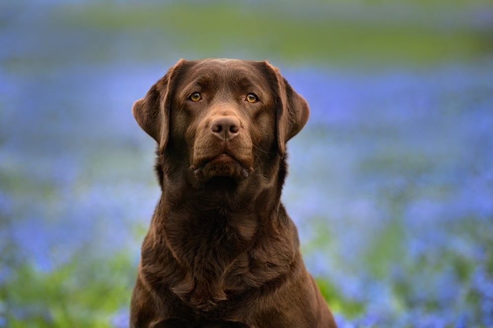 Labrador marrom olhando para frente