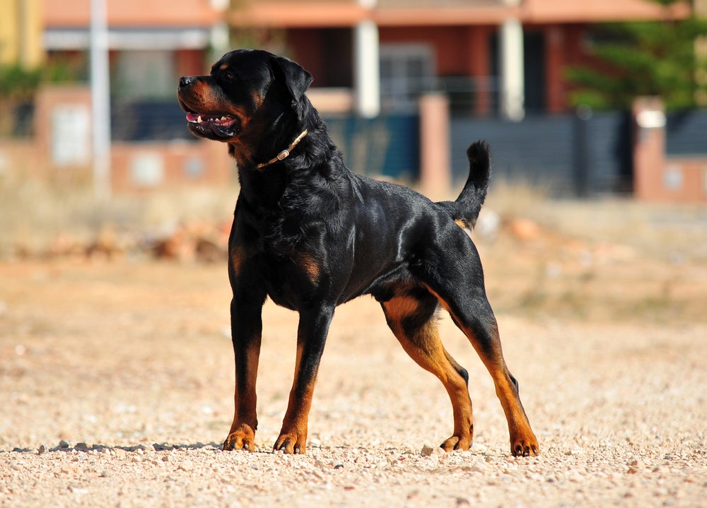 Raças de cachorro grande: Rottweiler visto de lado