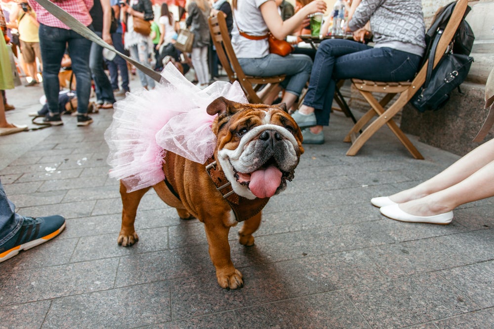 Cachoror usando fantasia de carnaval para pet