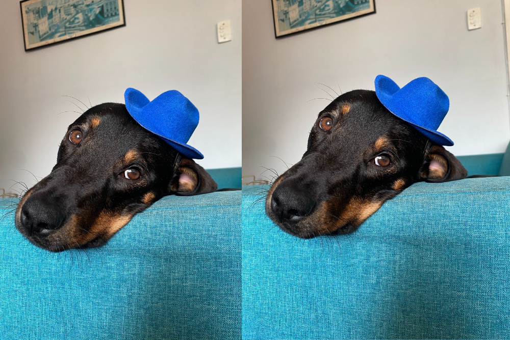cachorro usando chapeu como fantasia para carnaval pet
