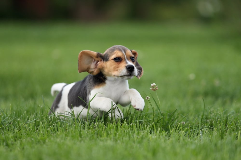 Beagle filhote correndo ao ar livre