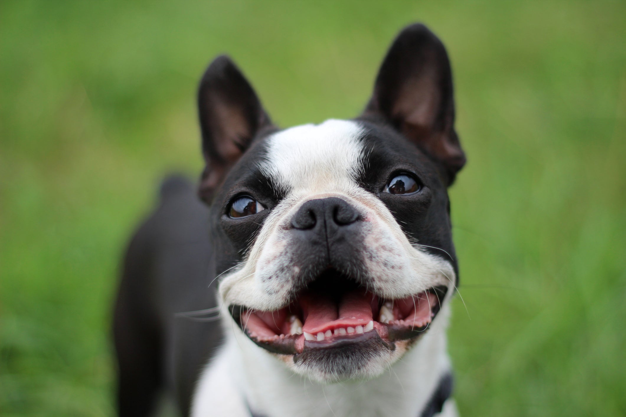 Boston Terrier sorrindo