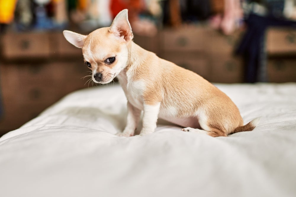 Chihuahua caramelo com cara de bravo em cima da cama